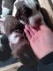 English Springer Spaniel Puppies for sale in Ashby, MN 56309, USA. price: $900
