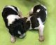 English Springer Spaniel Puppies for sale in Peru, ME, USA. price: NA