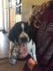 English Springer Spaniel Puppies for sale in Lonsdale, MN 55046, USA. price: NA