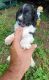 English Springer Spaniel Puppies for sale in S ABINGTN TWP, PA 18411, USA. price: $300