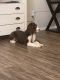 English Springer Spaniel Puppies for sale in Crowley, TX 76036, USA. price: $1,000