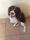 English Springer Spaniel Puppies for sale in Calimesa, CA, USA. price: $400