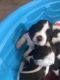 English Springer Spaniel Puppies for sale in Spokane, WA, USA. price: $1,500