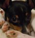 English Toy Terrier (Black & Tan) Puppies