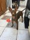 English Toy Terrier (Black & Tan) Puppies for sale in Washington, DC, USA. price: $475