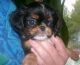 English Toy Terrier (Black & Tan) Puppies for sale in San Francisco, CA 94133, USA. price: $350