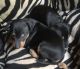English Toy Terrier (Black & Tan) Puppies for sale in 2018 Elizabeth St, Springfield, IL 62702, USA. price: $800