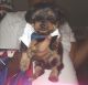 English Toy Terrier (Black & Tan) Puppies for sale in Los Angeles, CA, USA. price: $1