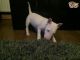English White Terrier Puppies for sale in Los Angeles, CA, USA. price: NA