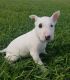 English White Terrier Puppies for sale in Anaheim, CA, USA. price: NA