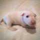 English White Terrier Puppies for sale in AR-98, Emerson, AR 71740, USA. price: NA