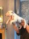 English White Terrier Puppies for sale in Denver, CO, USA. price: NA