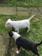 English White Terrier Puppies