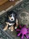 Entlebucher Mountain Dog Puppies for sale in Leland, NC 28451, USA. price: NA