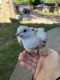 Eurasian Collared Dove Birds