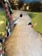 Eurasian Collared Dove Birds