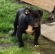 Eurohound Puppies for sale in Corvallis, OR, USA. price: NA