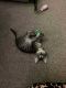 European Shorthair Cats for sale in Perth Amboy, NJ, USA. price: $400