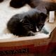 European Shorthair Cats for sale in Colorado Springs, CO, USA. price: NA