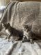 European Shorthair Cats for sale in Westfield, MA 01085, USA. price: $200