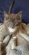 European Shorthair Cats for sale in Woodstock, GA, USA. price: NA