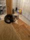 European Shorthair Cats for sale in Hudson, NY 12534, USA. price: NA