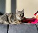 European Shorthair Cats for sale in Aurora, CO, USA. price: $300