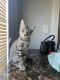 European Shorthair Cats for sale in Oakland, CA, USA. price: $200