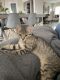 European Shorthair Cats for sale in Fontana, CA 92336, USA. price: $1