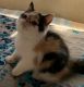 European Shorthair Cats for sale in Hagerstown, MD, USA. price: $900