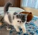 European Shorthair Cats for sale in Hagerstown, MD, USA. price: NA