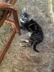 European Shorthair Cats for sale in Snohomish, WA, USA. price: $1,500