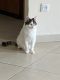 European Shorthair Cats for sale in Wauwatosa, WI, USA. price: NA