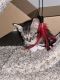 European Shorthair Cats for sale in Crowley, Texas. price: $125