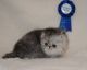 European Shorthair Cats for sale in California City, CA, USA. price: NA