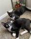 European Shorthair Cats for sale in Benbrook, TX 76116, USA. price: NA