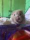 Eversmann's Hamster Rodents for sale in Mt Vernon, TX 75457, USA. price: NA