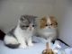 Exotic Shorthair Cats for sale in Chicago, IL 60614, USA. price: NA