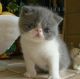 Exotic Shorthair Cats for sale in Dallas, TX 75227, USA. price: NA