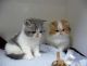 Exotic Shorthair Cats for sale in Portland, OR 97229, USA. price: $690