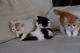 Exotic Shorthair Cats for sale in Minneapolis, MN 55414, USA. price: NA