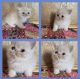 Exotic Shorthair Cats for sale in Fort Smith, AR, USA. price: $1,800