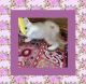 Exotic Shorthair Cats for sale in Fort Smith, AR, USA. price: NA