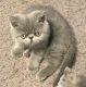 Exotic Shorthair Cats for sale in Orlando, FL, USA. price: NA