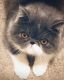 Exotic Shorthair Cats for sale in Edmond, OK 73003, USA. price: NA