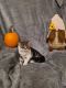 Exotic Shorthair Cats for sale in Uniontown, PA 15401, USA. price: $600