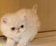 Exotic Shorthair Cats for sale in Los Angeles, CA, USA. price: $650