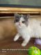 Exotic Shorthair Cats for sale in Aurora, CO, USA. price: $1,650
