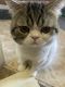Exotic Shorthair Cats for sale in Orange County, CA, USA. price: $900