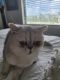 Exotic Shorthair Cats for sale in Pembroke Park, FL 33021, USA. price: NA